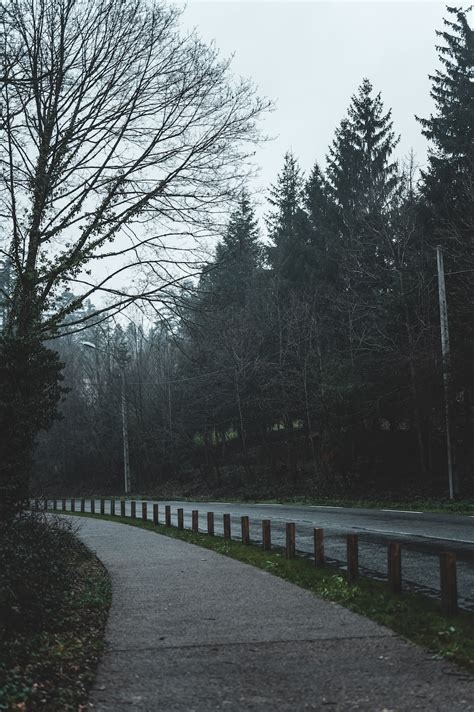 Gray Concrete Road Between Trees During Daytime Photo Free Grey Image