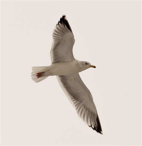 Herring Gull Mark Hobbs Chepstow Flickr