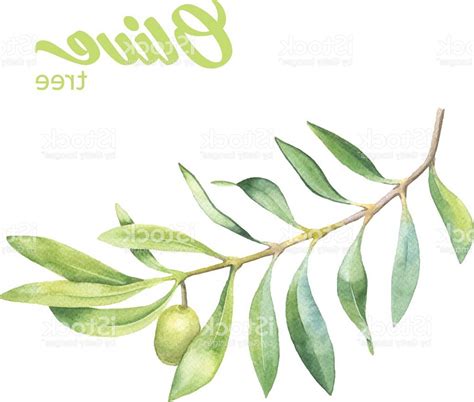 Olive Branch Watercolor at GetDrawings | Free download