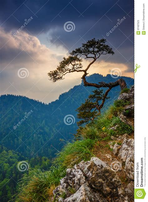 Sokolica Peak In Pieniny Mountains With A Famous Pine Stock Image