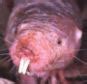 Naked Mole Rat Found To Be Able To Survive For Minutes Daily Mail Online