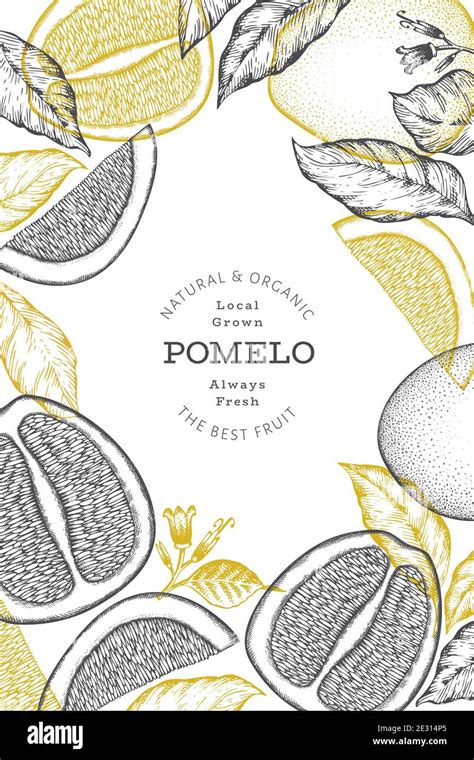 Hand Drawn Sketch Style Pomelo Banner Organic Fresh Fruit Vector