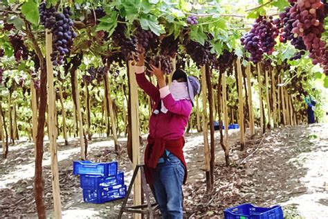 Moquegua Productores Comercializan 60 Toneladas De Uva Red Globe A