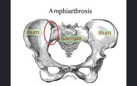 Art Sacroiliaca Symphisis Pubica Flashcards Quizlet