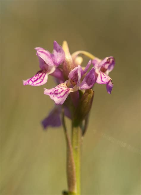 Early Marsh Orchid Might Be A Dactylorhiza Incarnata Stei Flickr