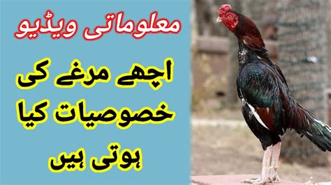 How To Sindhi Aseel Murga Ki Pehchan Aseel Murga Ki Pehchan Kaise