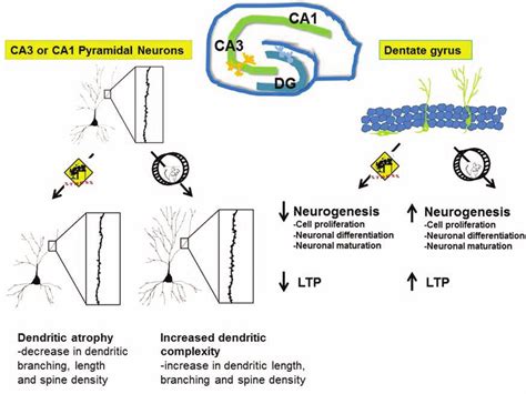 Simultaneous Modulation Of Dendritic Complexity Synaptic Plasticity