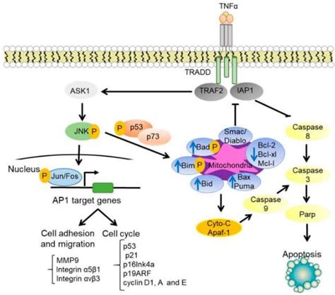 Jnk Pathway Anygenes