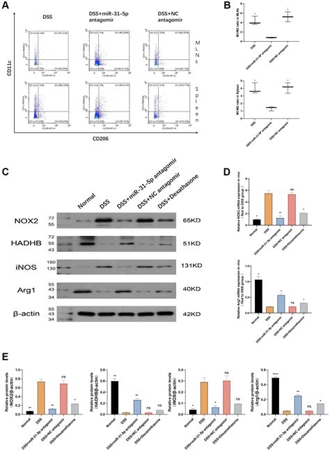 Antagomir Of MiR 31 5p Modulates Macrophage Polarization Via The AMPK