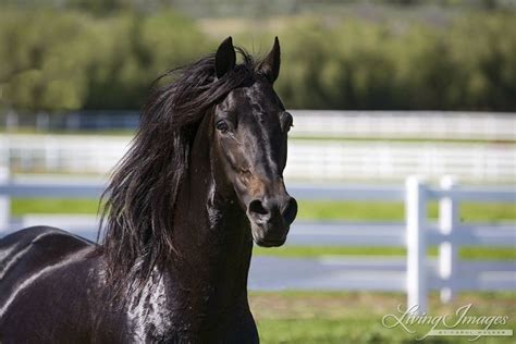 Black Paso Fino Stallion, Ojai, CA Horse Photography, Photography Services, Andalusian, Arabians ...