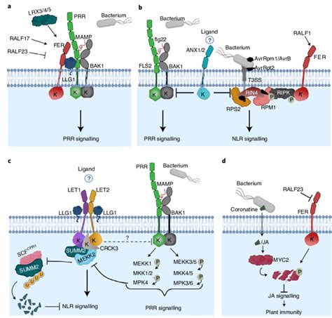 Arabidopsis Mlrs Regulate Different Aspects Of Plant Immunity A Fer