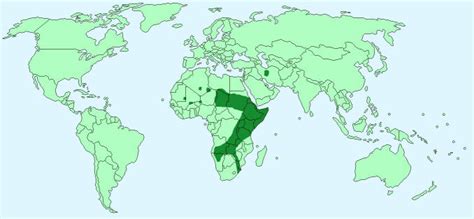 Information About The Cheetah