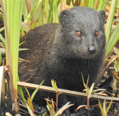 Marsh Mongoose In The Mangroves Of Mlalazi Estuary Inaturalist