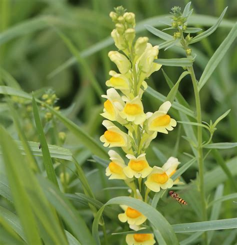 Linaria Vulgaris Gew Hnliches Leinkraut Linaria Vulgaris Flickr