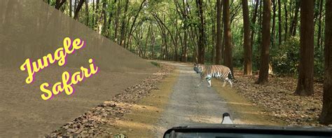 Safari | Kalagarh Tiger Reserve