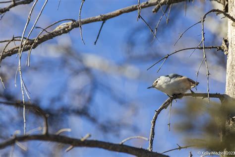 White Breasted Nuthatch Kelly Mitchell Photography