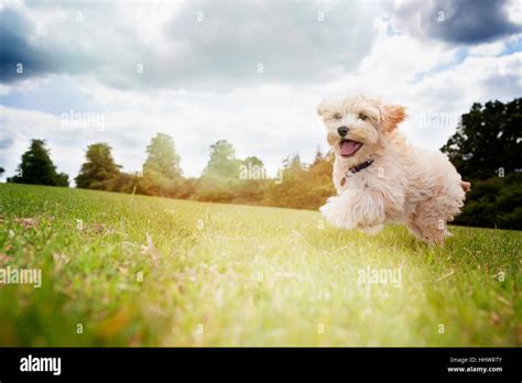 Happy dog running in park grass Stock Photo - Alamy