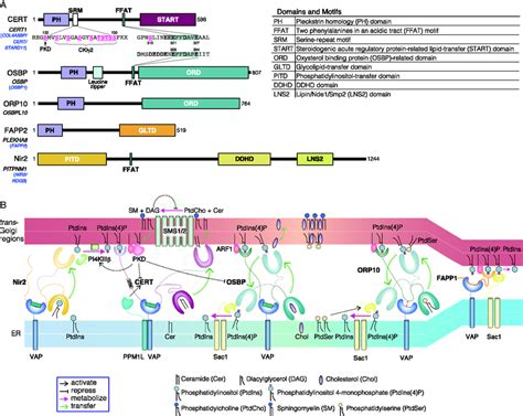 Ltps And Their Functional Coordination At Er Golgi Contact Zones A