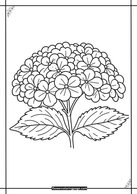 Free Printable Hydrangea Flower Coloring Page [pdf] Flower Coloring Page