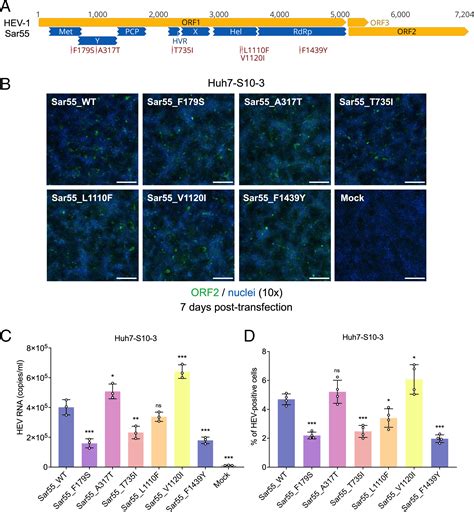 Two Mutations In The Orf1 Of Genotype 1 Hepatitis E Virus Enhance Virus