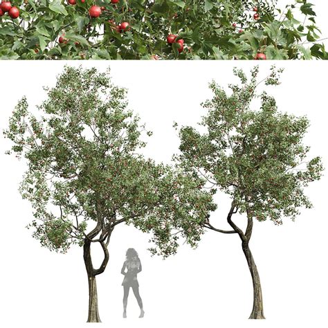 3D New Plant High Detail Crataegus Pinnatifida Hawthorn Model ...