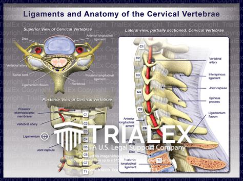 Anatomy Of The Posterior Vertebral Column Trialexhibits Inc Images