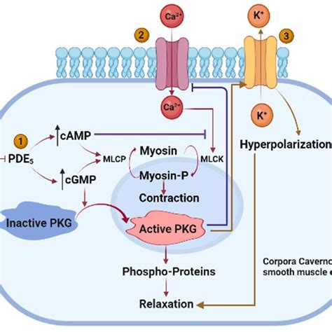 Mechanism Of Action Of Papaverine In Relaxation Of Cavernosal Smooth