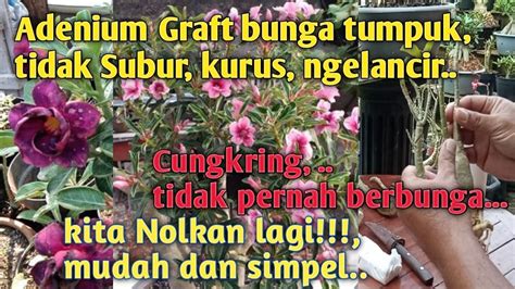 Tips Mengatasi Adenium Bunga Tumpuk Yg Tidak Sehat Agar Subur Dan