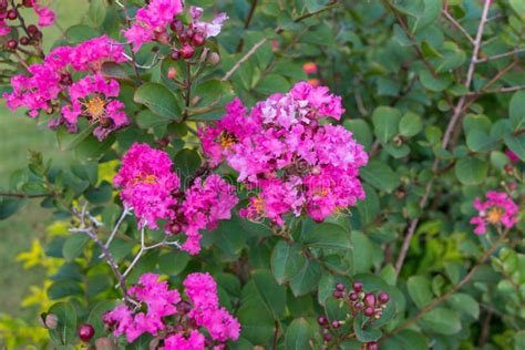 Pink Lagerstroemia Speciosa Flowers Stock Photo - Image of horticulture ...