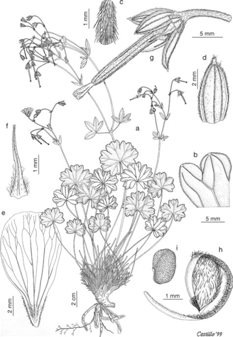 Geranium Santanderiense A Habit B Adaxial Leaf Surface C Download Scientific Diagram