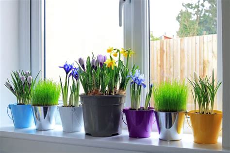 Colourful Spring Bulbs in Coloured Pots Stock Image - Image of petal ...