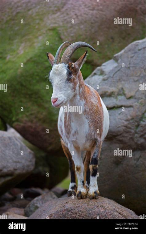 Domestic Goat Capra Hircus Hi Res Stock Photography And Images Alamy