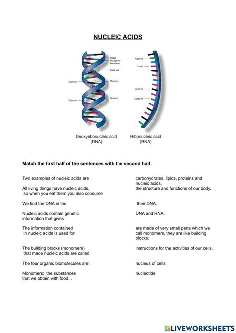 Nucleic Acids And Protein Synthesis High School Biology