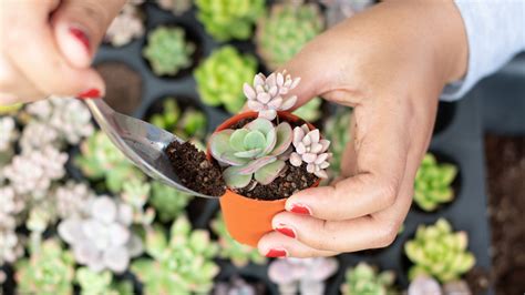 The Ultimate Beginner's Guide to Plant Propagation – Plant Store