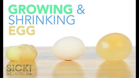 Growing And Shrinking Egg Sick Science 187 Youtube