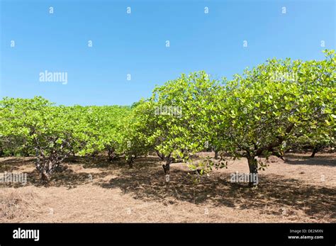 Cashew Anacardium Occidentale Trees On A Plantation Cultivation Of