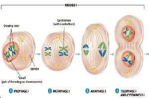 Fase Fase Pembelahan Sel Secara Mitosis Dan Meiosis Lengkap