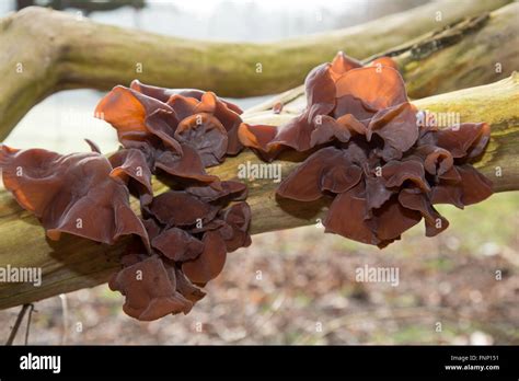 Los hongos crecen en las ramas de los árboles en los bosques alrededor