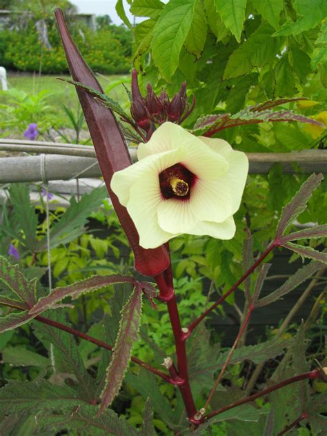 Burgundy Okra Seeds 952 · Turtle Tree Seed Initiative