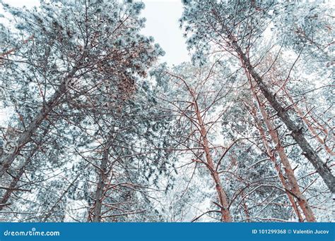 Paisagem Gelado Do Inverno Nos Ramos Nevado Do Pinho Da Floresta