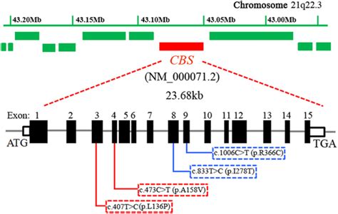 Mutations In The Cbs Gene Identified In Chinese Homocystinuric