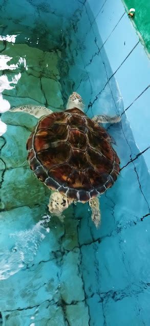 Potrat Potret Di Pantai Kembar Terpadu Kebumen