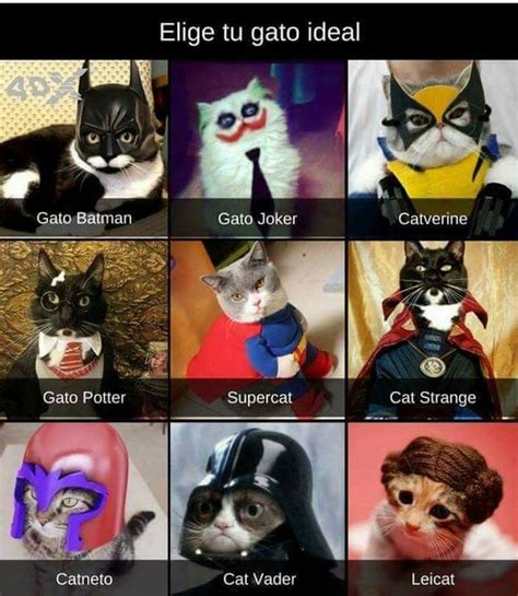 A Mi Me Gusta El Gato Joker Potter Y El Catverine😂😍 Memes Animales