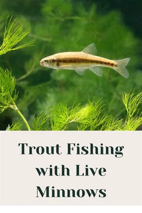 Mastering The Art Of Trout Fishing With Live Minnows Tips And