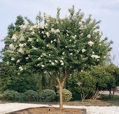 Crepe Myrtle 'Natchez' — Tree Sales