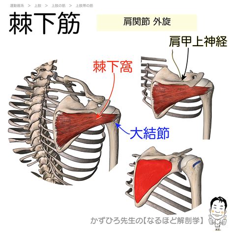 棘下筋の起始・停止・支配神経（infraspinatus）暗記用画像付き 徹底的解剖学