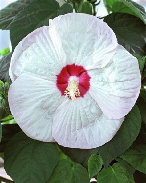 Luna White Hardy Hibiscus Seeds Etsy