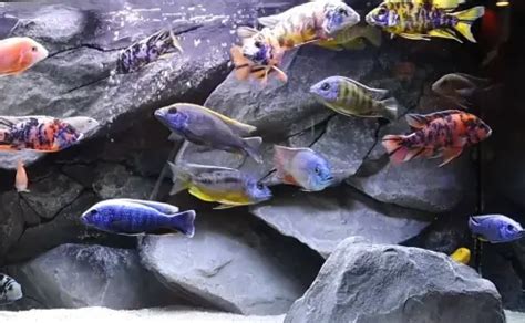 African Cichlid Care Guide 5 Things You Must Know