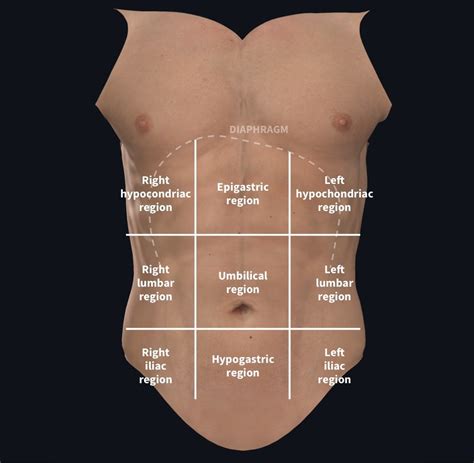 Abdominal regions Diagram | Quizlet