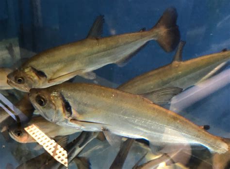 Red Tail Payara Vampire Tetra Hydrolycus Tatauaia Predatory Fins
